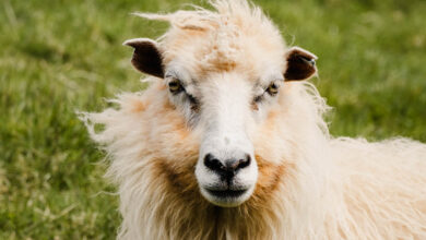 Waarom Faeroerse schapen zo bijzonder zijn Reislegende