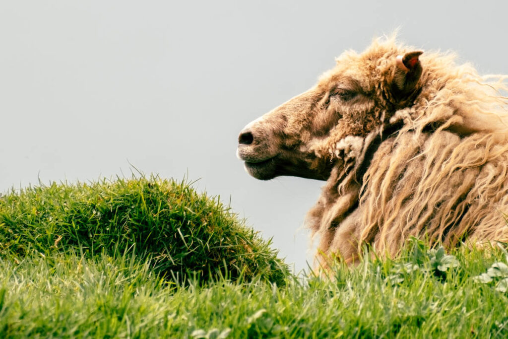 informatie over Faeroerse schapen op de Faeroer eilanden Reislegende